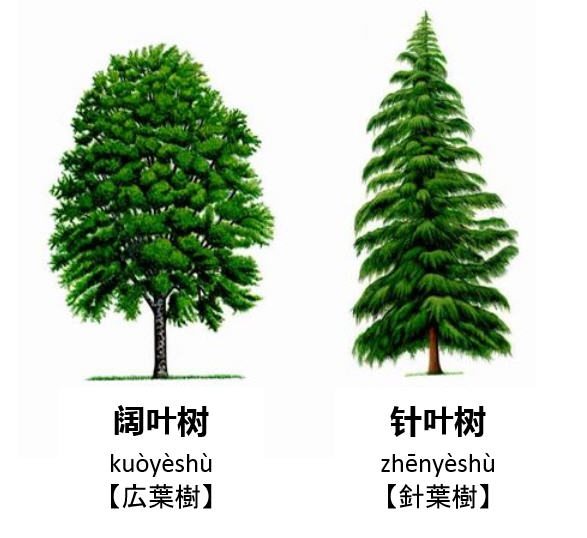 树叶细长如针,多为常绿树,材质一般较软,有的含树脂,故又称软材 阔叶